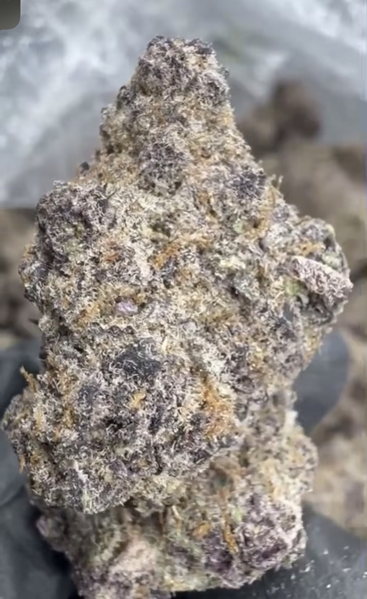 BLACK BERRY SUPER BOOF -THCA FLOWER